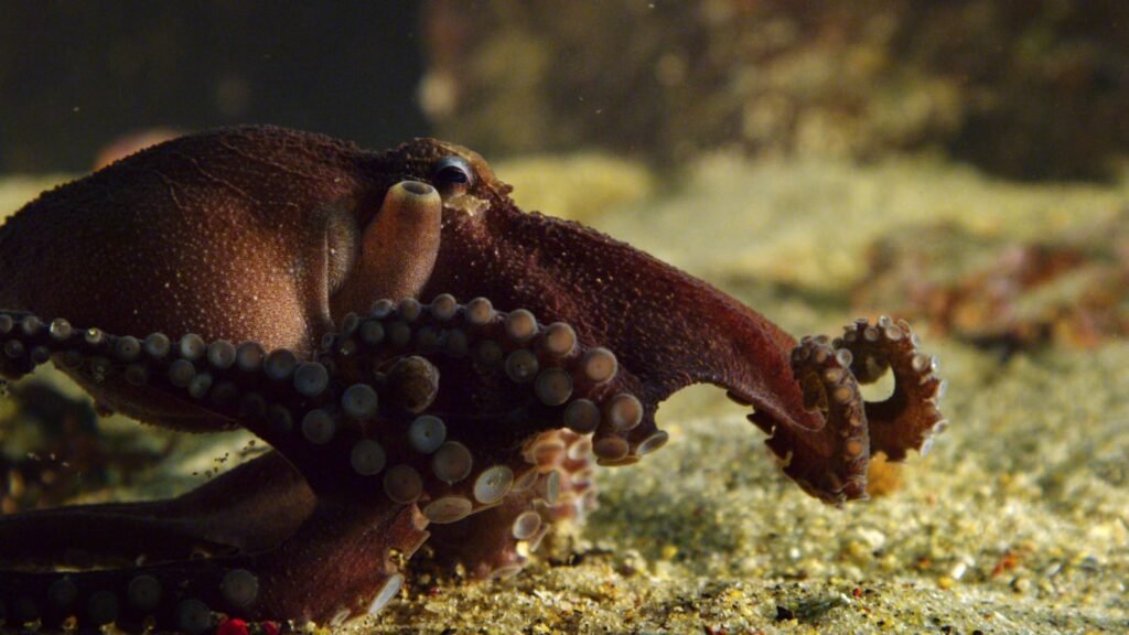 Octopuses